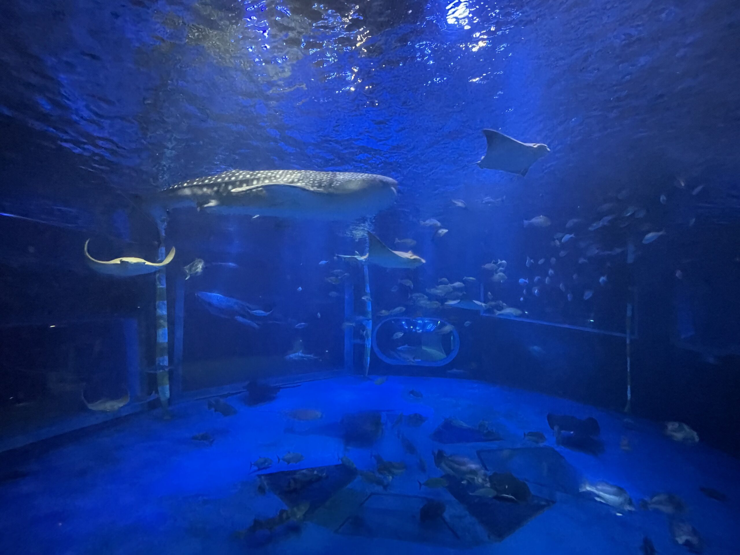 水族館-aquarium-